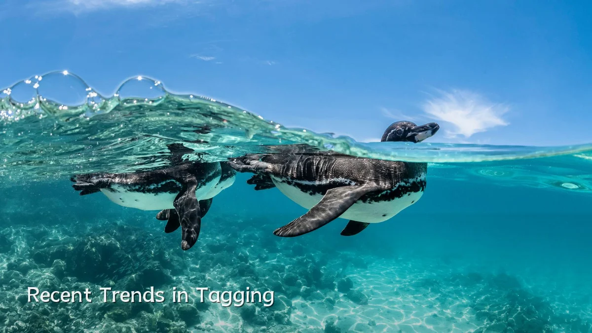 Recent Trends in Tagging
