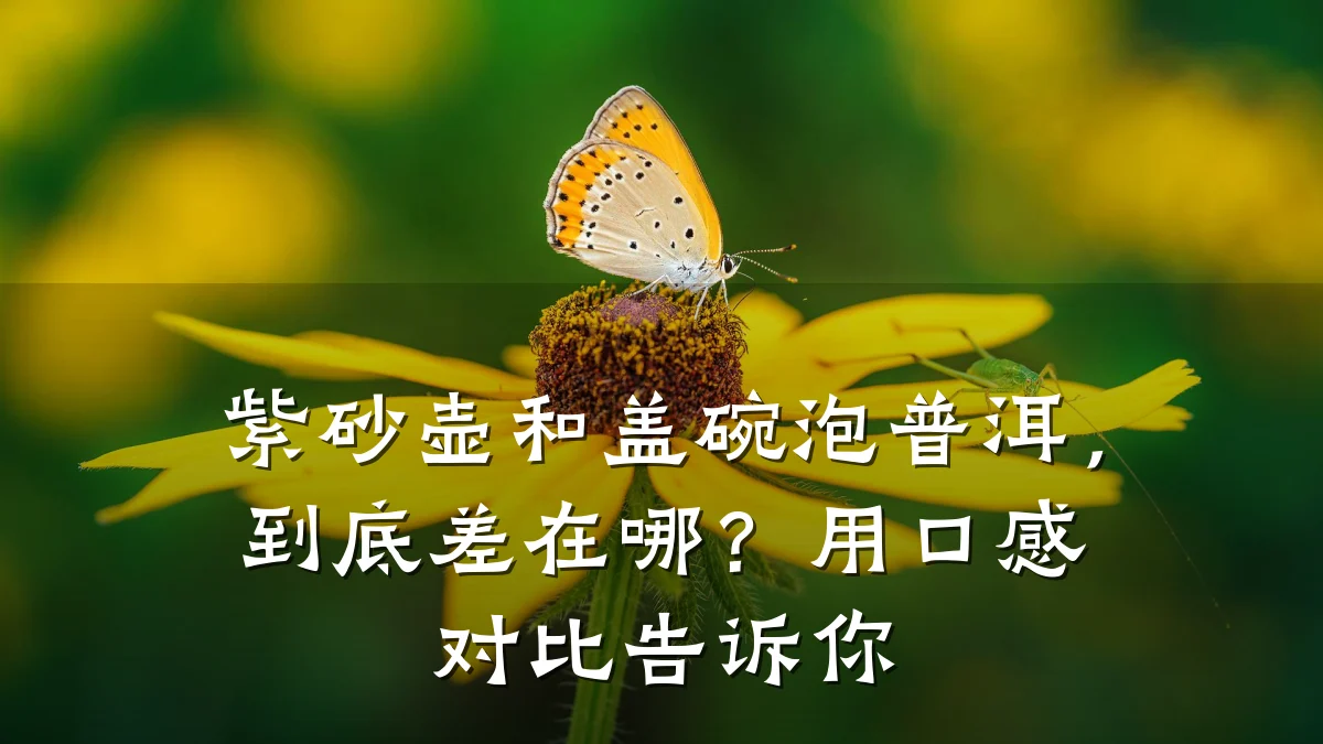 紫砂壶和盖碗泡普洱，到底差在哪？用口感对比告诉你